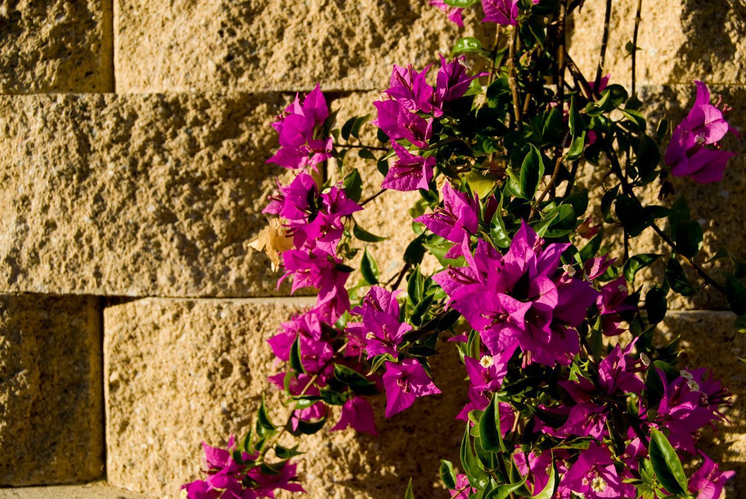 Agriturismo Il Falco Sant'Elpidio a Mare Exterior photo